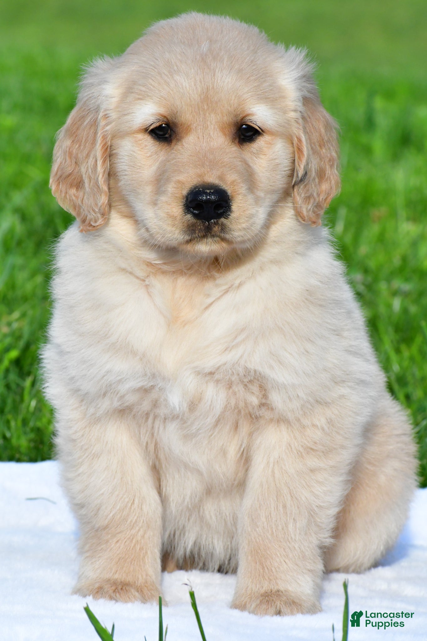Golden Retriever dogs for sale: Leo - Ad 3