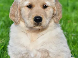 Golden Retriever dogs for sale: Leo - Ad 3