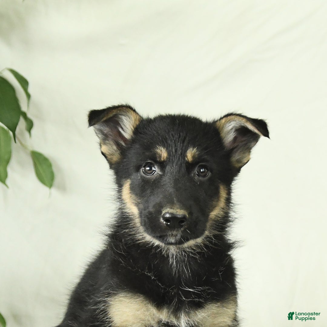 Gerberian Shepsky dogs for sale: Monty - Ad 6
