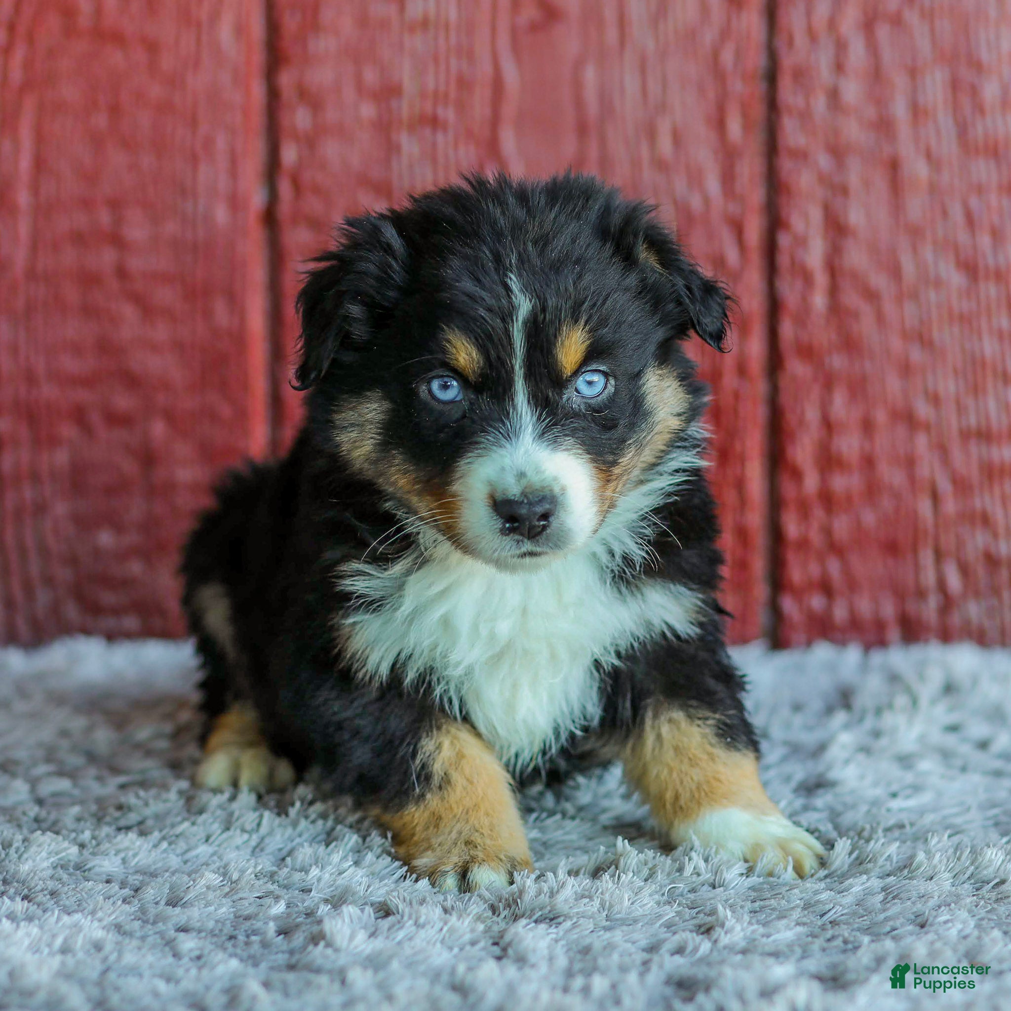 Australian Shepherd dogs for sale: Tristan - Ad 3