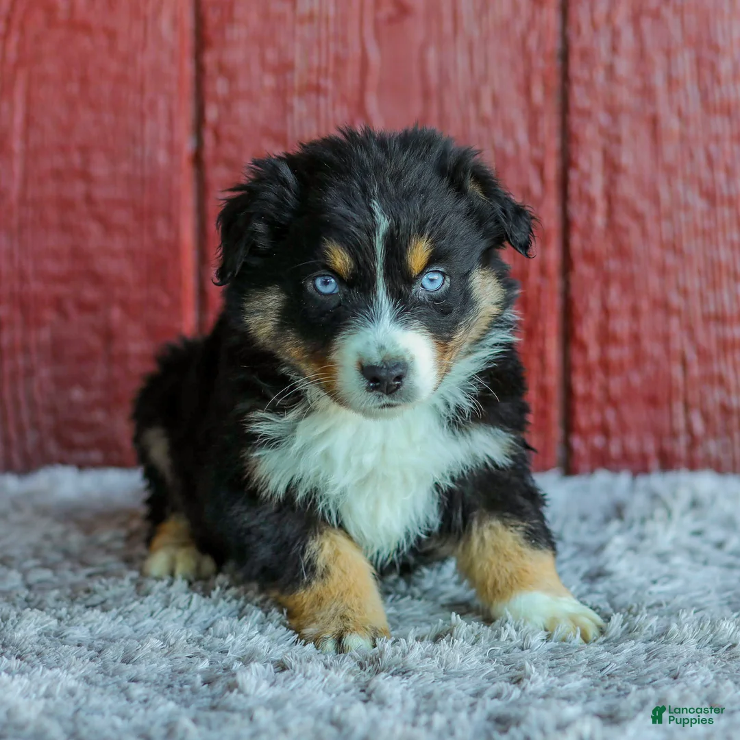 Australian Shepherd dogs for sale: Tristan - Ad 1