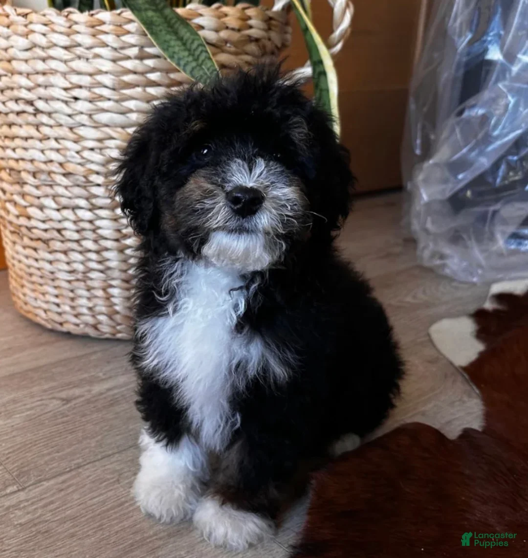 Bernedoodle dogs for sale: HAN - Ad 1