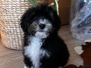 Bernedoodle dogs HAN - Ad 7