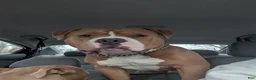 American Bully dogs for stud: Scoot ABKC  - Ad 11