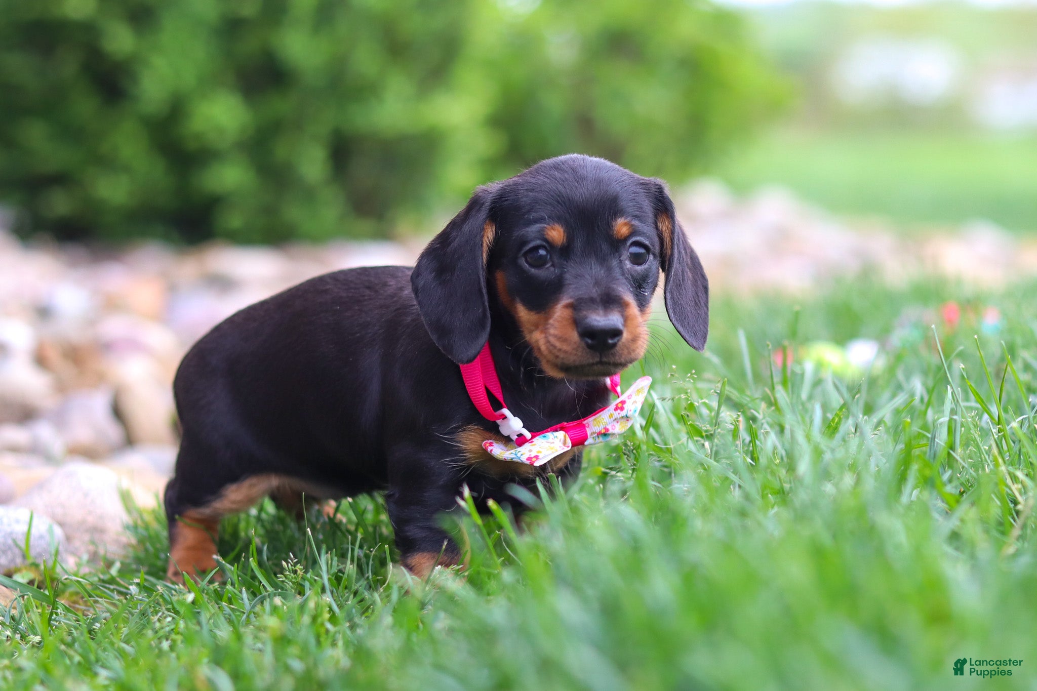 Miniature Dachshund dogs Amelia - Ad 2