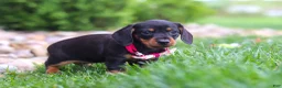 Miniature Dachshund dogs for sale: Amelia - Ad 2