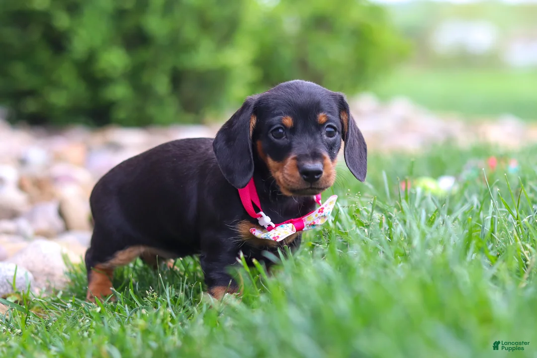 Miniature Dachshund dogs for sale: Amelia - Ad 2
