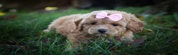 Bichpoo dogs for sale: Nessa Rose🎀 - Ad 3