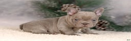 French Bulldog dogs for sale: Brent - Ad 5