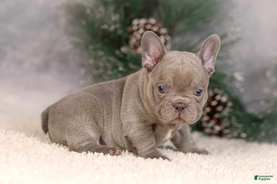 French Bulldog dogs for sale: Brent - Ad 5