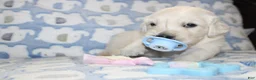 Golden Retriever dogs for sale: 4th choice male avilable - Ad 3