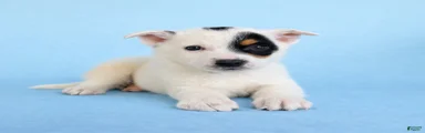 Spot