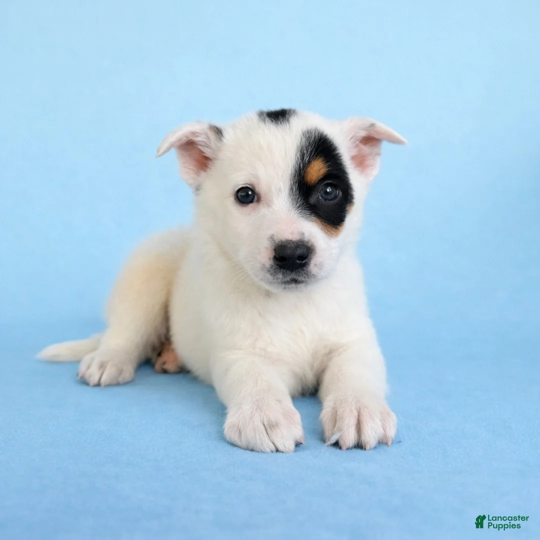 Australian Cattle Dog dogs for sale: Spot - Ad 1