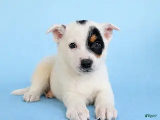 Australian Cattle Dog dogs for sale: Spot - Ad 3