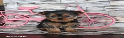 Yorkshire Terrier dogs for sale: Joy - Ad 4