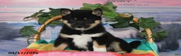 Shiba Inu dogs for sale: Resses Cup - Ad 4