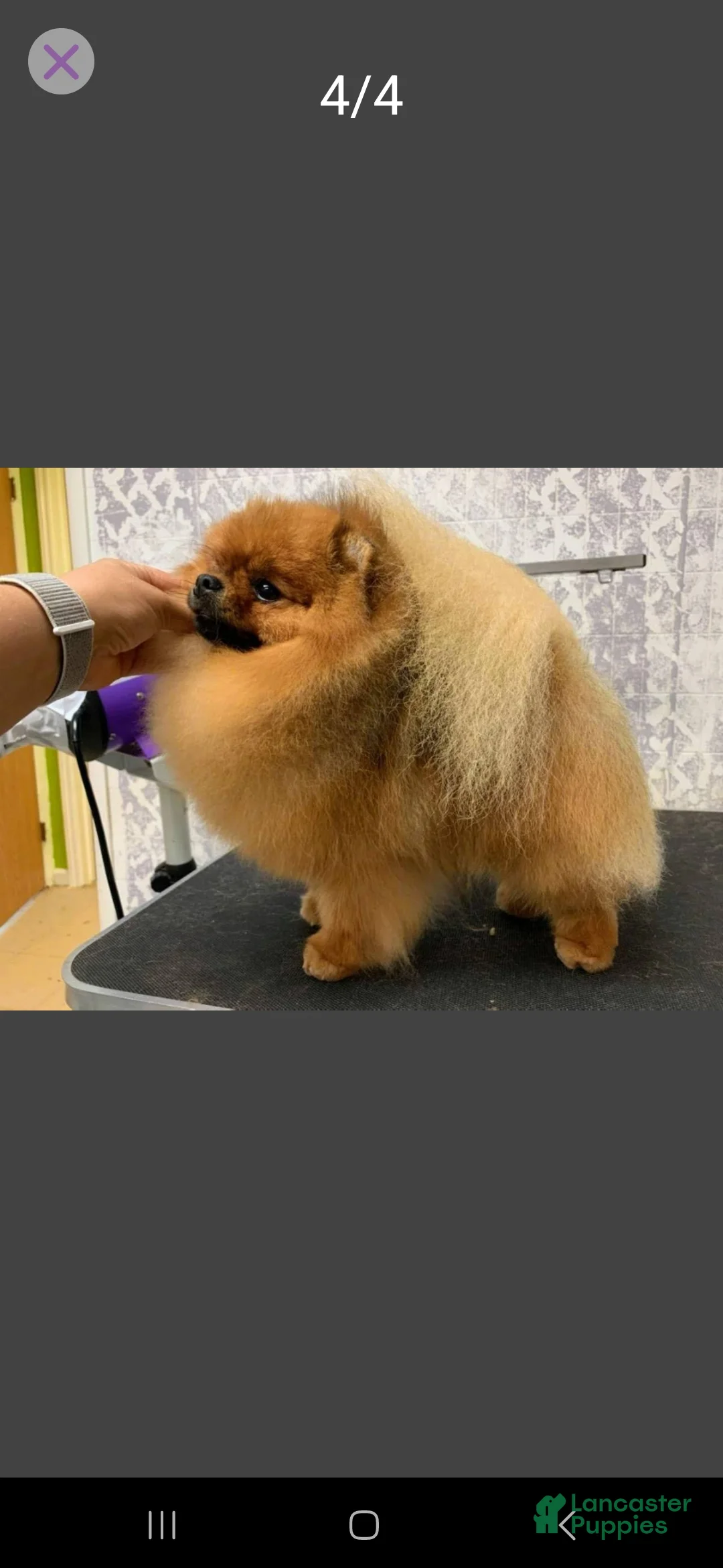 Pomeranian dogs for sale: Pomeranian 1 - Ad 2