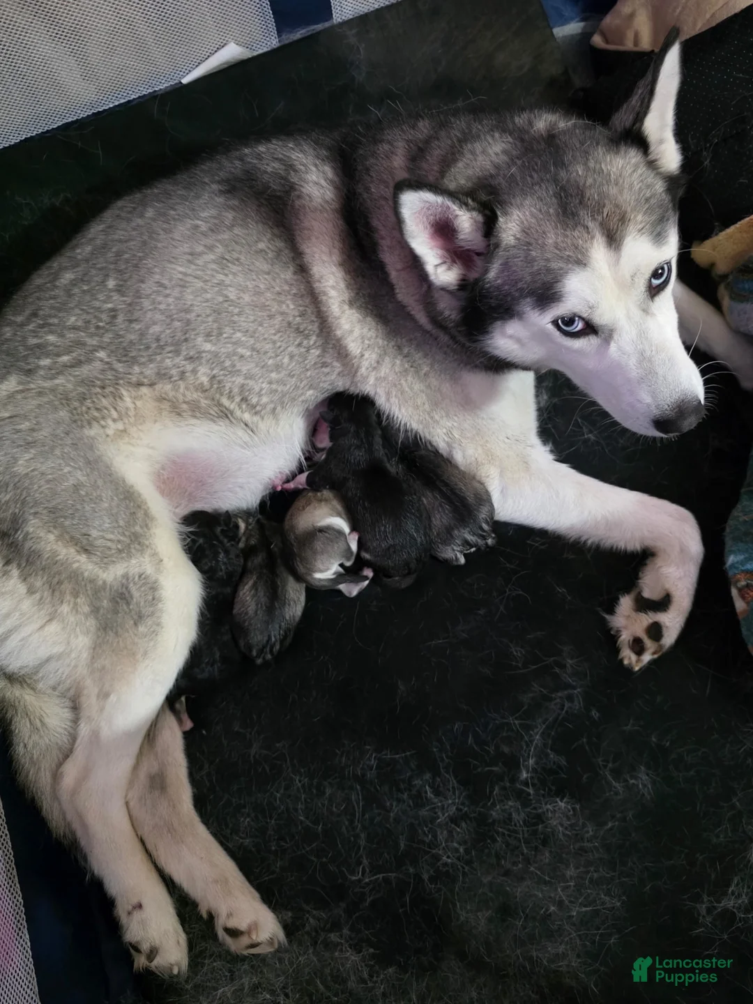 Siberian Husky dogs for sale: Siberian Husky Puppy - Freya - Ad 6