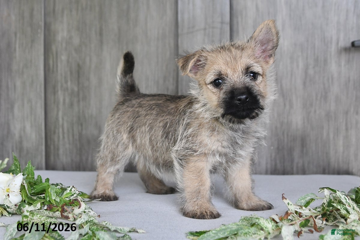 Cairn Terrier dogs Amber - Ad 1