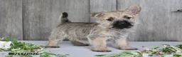 Cairn Terrier dogs for sale: Amber - Ad 1