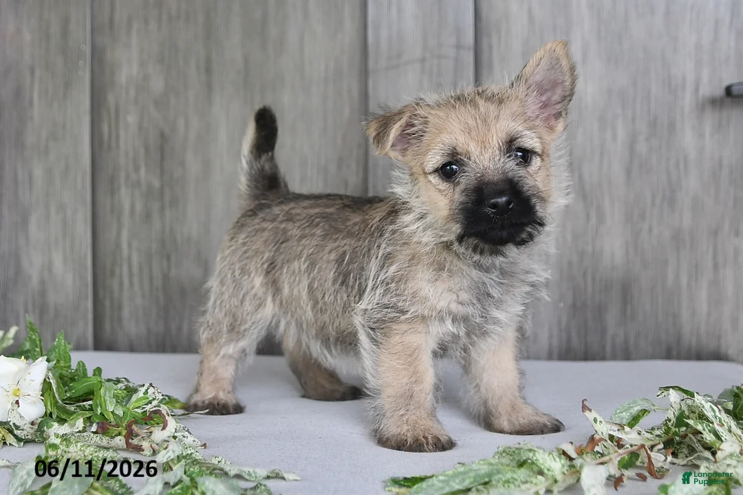 Cairn Terrier dogs for sale: Amber - Ad 1