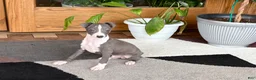 Italian Greyhound dogs for sale: Jerry - Ad 6