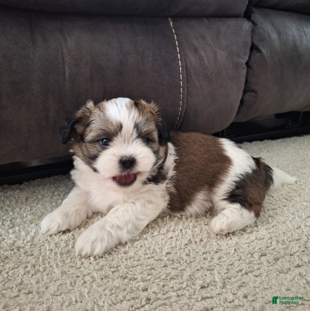 Shih Tzu dogs for sale: Archie - Ad 1