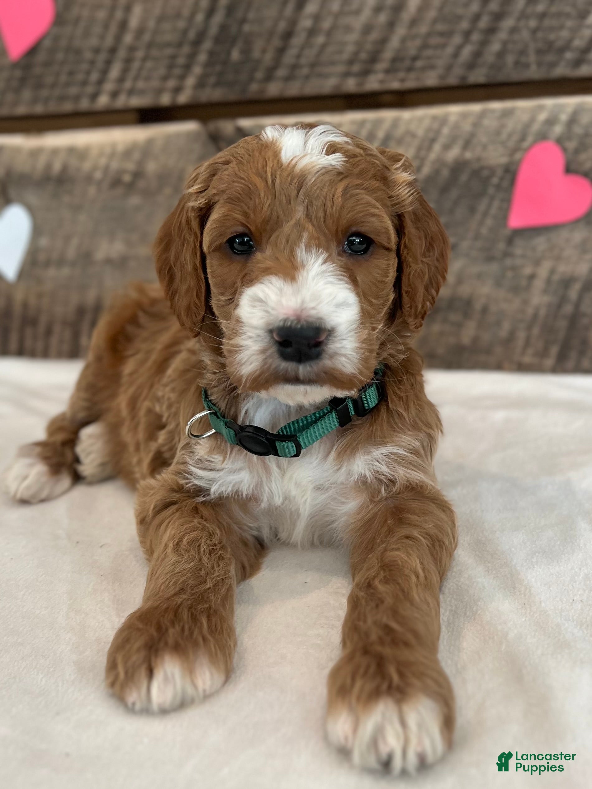 Irish Doodle dogs Jackson - Ad 39