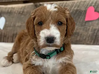 Irish Doodle dogs Jackson - Ad 39