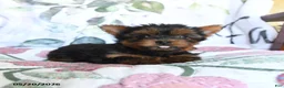 Yorkshire Terrier dogs for sale: Lady - Ad 2