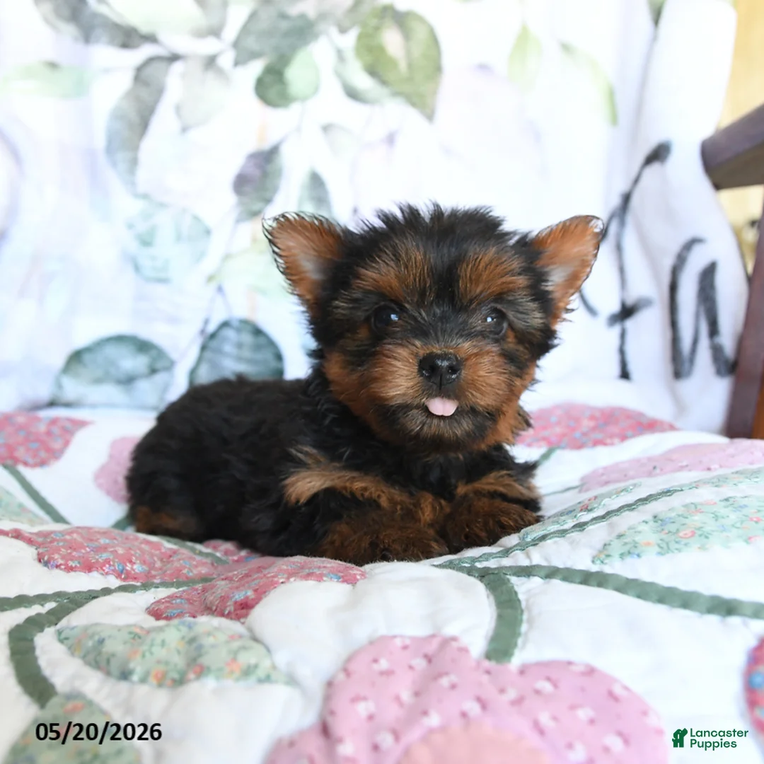 Yorkshire Terrier dogs for sale: Lady - Ad 2