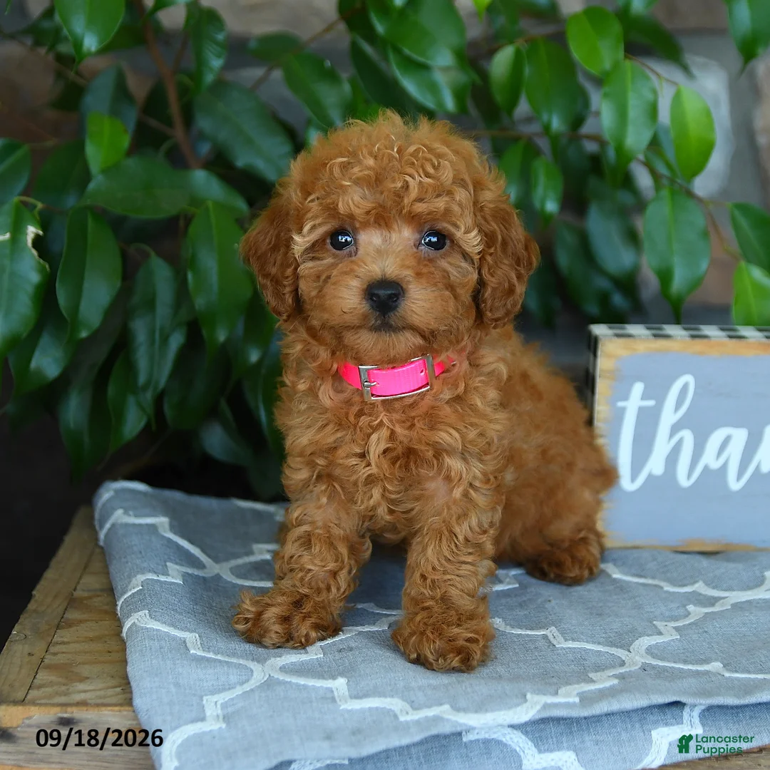 Maltipoo dogs for sale: Leona - Ad 1