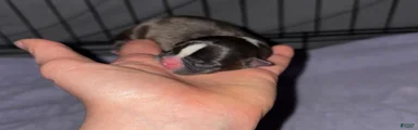 Boston Terrier 2