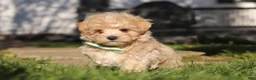 Maltipoo dogs for sale: Lane - Ad 13
