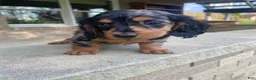 Miniature Dachshund dogs for sale: Luna - Ad 15