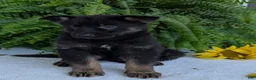 German Shepherd dogs for sale: Ivy - Ad 18