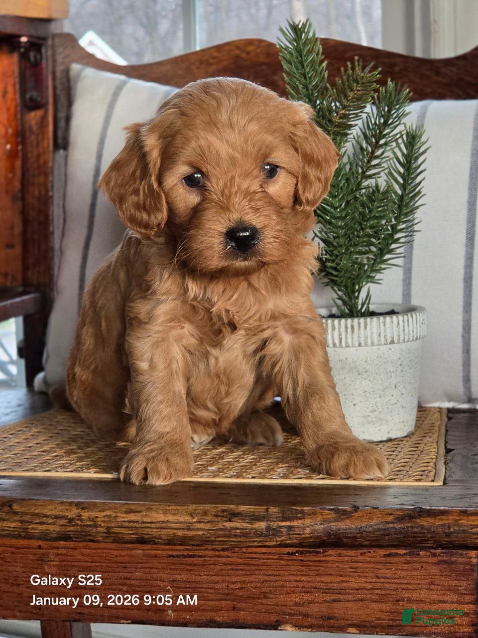 Mini Goldendoodle dogs Buddy  - Ad 4