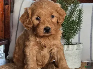 Mini Goldendoodle dogs Buddy - Ad 3