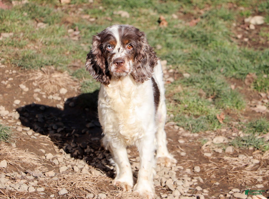 Cockapoo dogs for sale: Bailey - Ad 6