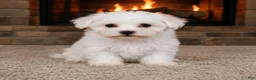 Maltese dogs for sale: Milo - Ad 5
