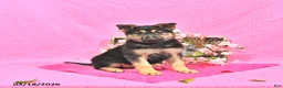 German Shepherd dogs for sale: Sabiya - Ad 1