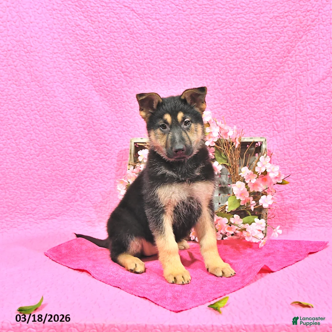 German Shepherd dogs for sale: Sabiya - Ad 1