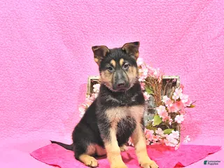 German Shepherd dogs for sale: Sabiya - Ad 4