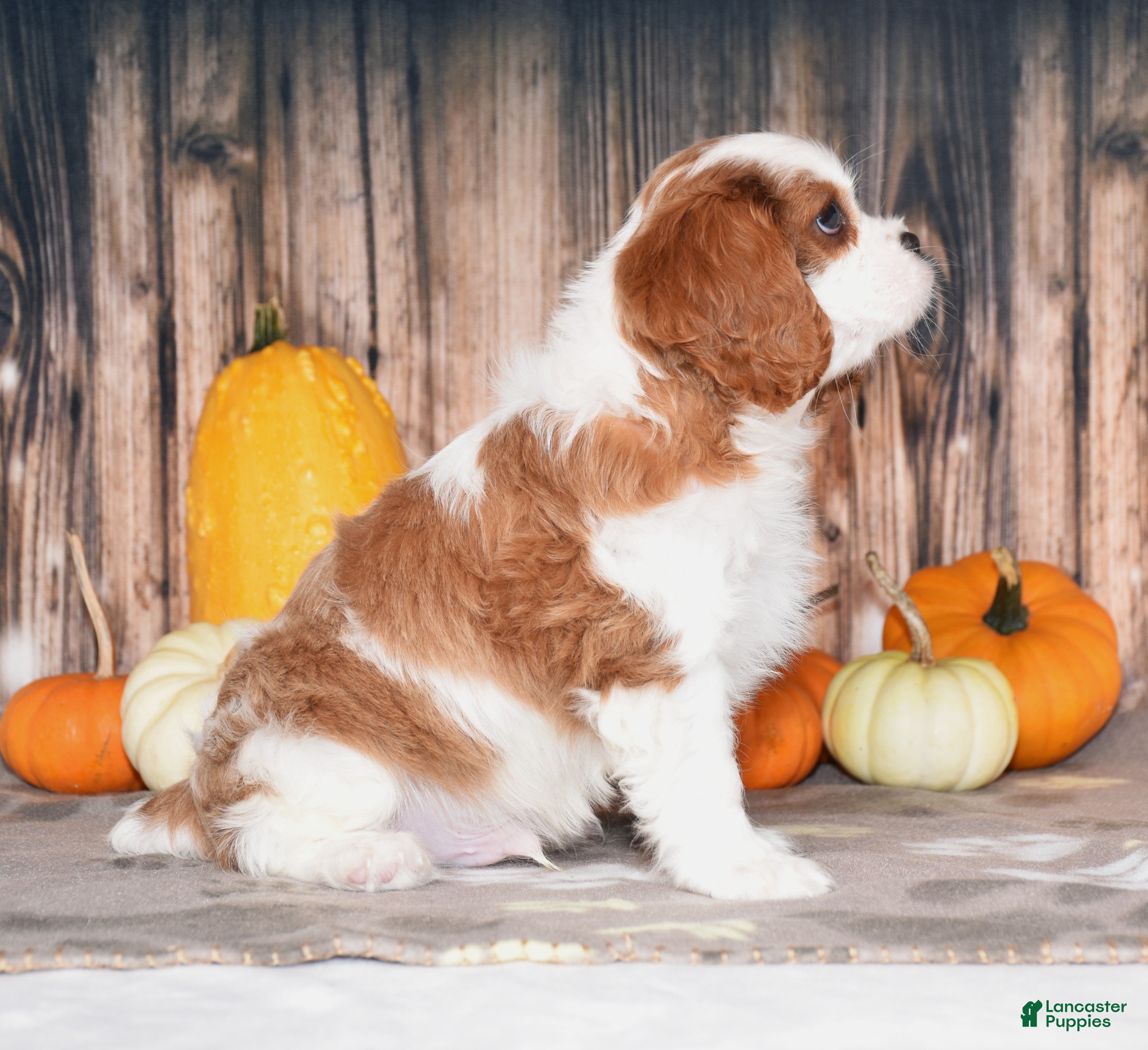 Cavalier King Charles Spaniel dogs for sale: Chance - Ad 2