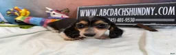 Miniature Dachshund dogs for sale: Russian/South African pies - Ad 11