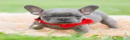 French Bulldog dogs for sale: Gumbo - Ad 3