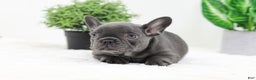 French Bulldog dogs for sale: Esther - Ad 11