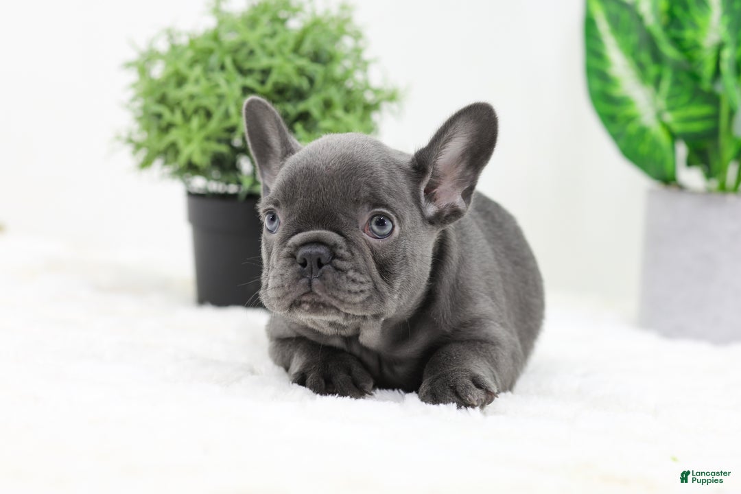 French Bulldog dogs for sale: Esther - Ad 11