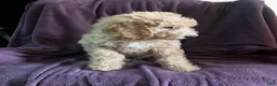 Goldendoodle dogs for sale: Sky- male - Ad 5