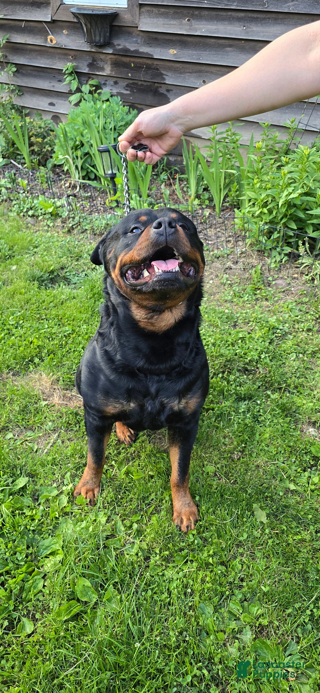 Rottweiler dogs for sale: Rottweiler Puppy 4 Purple Girl  - Ad 18